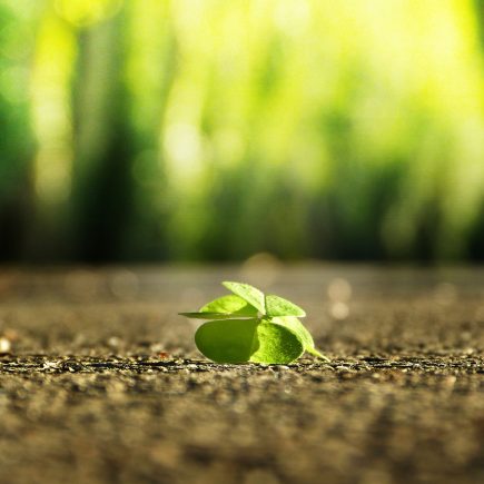 A four leaf clover on the pavement